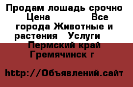 Продам лошадь срочно › Цена ­ 30 000 - Все города Животные и растения » Услуги   . Пермский край,Гремячинск г.